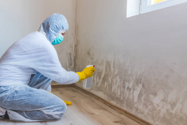 Professional mold removal team in Edison