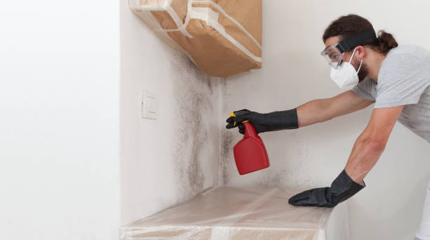 Basement Mold Remediation treatment on basement walls in Edison